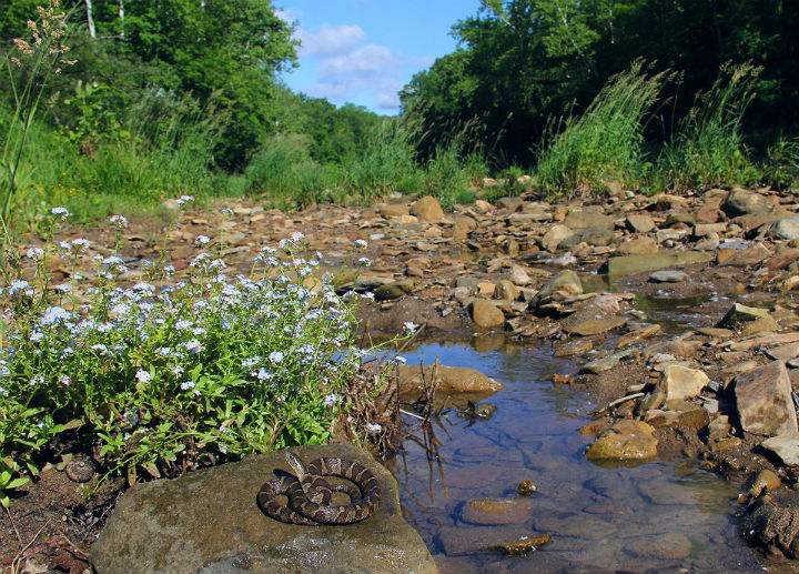 Northern Water Snake